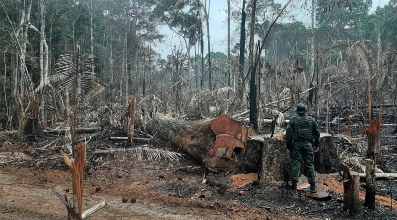 Operação Tamoiotatá detém quatro homens por crime ambiental e apreende madeira ilegal