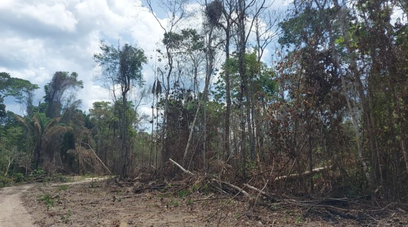 Área com mais de 39 mil hectares é embargada durante operação Tamoiotatá em Apuí