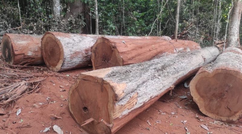 Porto Velho concentra 42% da extração ilegal de madeira no estado de Rondônia