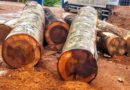 Em um ano, cresce 11 vezes exploração ilegal de madeira em terras indígenas do Pará