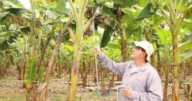 Produtores rurais de Silves conhecem tecnologias para produção de banana no Amazonas