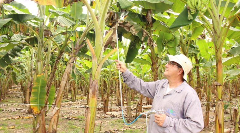 Produtores rurais de Silves conhecem tecnologias para produção de banana no Amazonas