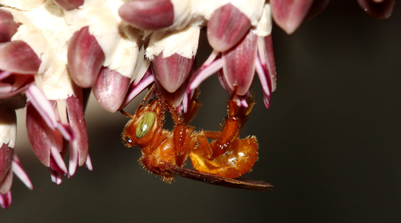 Foto: Divulgação/Embrapa