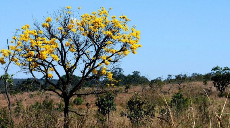 Foto: Toninho Tavares/Agência Brasil