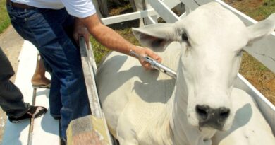 Foto: Divulgação/Embrapa