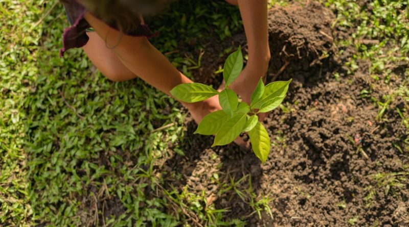 Cartilhas ensinam práticas agroecológicas em comunidades indígenas e ribeirinhas