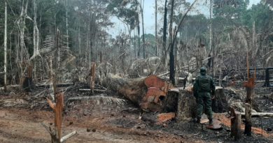 Operação Tamoiotatá detém quatro homens por crime ambiental e apreende madeira ilegal
