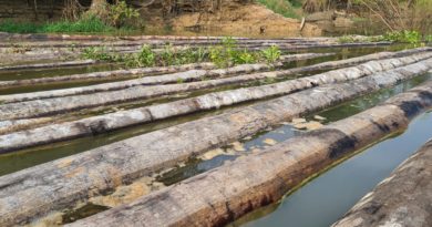 Em ação de fiscalização, RDS Piagaçu-Purus apreende 48 toras de madeira ilegal