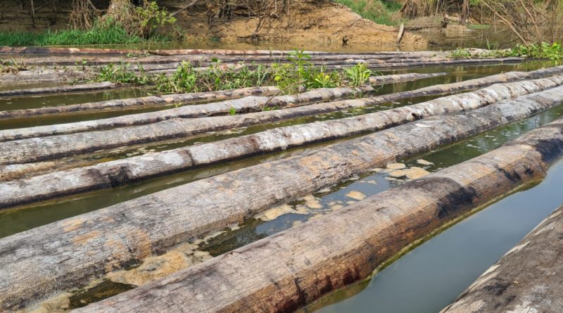 Em ação de fiscalização, RDS Piagaçu-Purus apreende 48 toras de madeira ilegal
