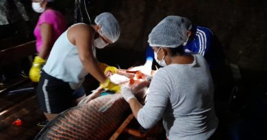 Governo do Amazonas coordena a 7ª Pesca Manejada do Pirarucu no rio Abufari, em Tapauá