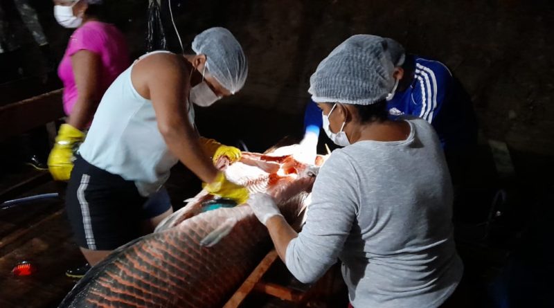 Governo do Amazonas coordena a 7ª Pesca Manejada do Pirarucu no rio Abufari, em Tapauá