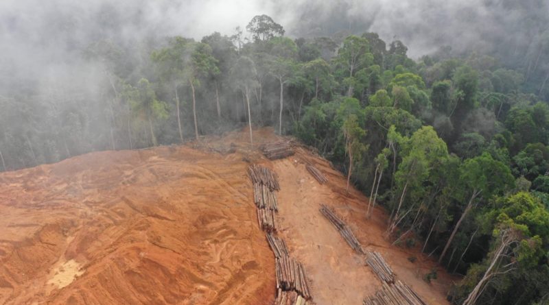 Desmatamento na Amazônia em agosto é o maior para o mês em dez anos, aponta Imazon
