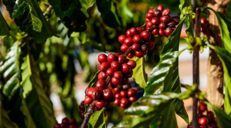 Em Silves, Idam realiza capacitação em parceria com a Embrapa sobre a cultura do café