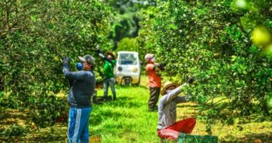 Fazenda Progresso, em Rio Preto da Eva