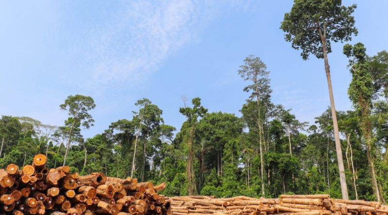 Exploração madeireira não autorizada no Amazonas atingiu área superior a 18 mil campos de futebol em apenas um ano