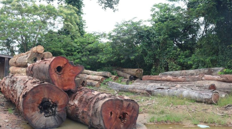 Desmatamento no Amazonas aumenta 71% em setembro, aponta Imazon