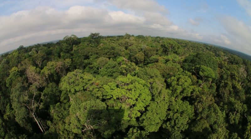Amazonas adere à campanha global para zerar emissões de gases de efeito estufa até 2050