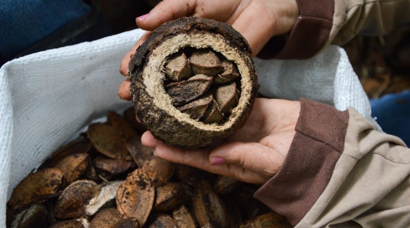 Amazonas firma parceria para ampliar projeto de agroextrativismo da castanha e manejo de pirarucu