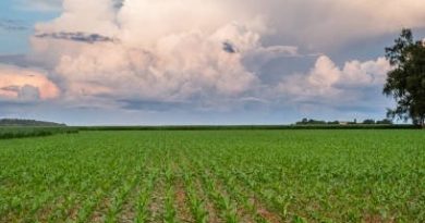 Agronegócio impulsiona turismo corporativo no interior do Mato Grosso