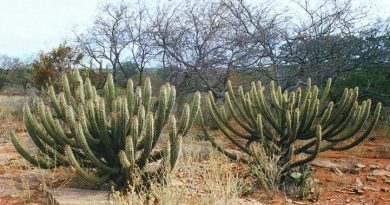 Dia Nacional da Caatinga ressalta a importância ecológica deste bioma