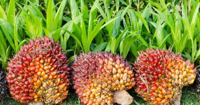 Pará começa a rastrear a produção de dendê